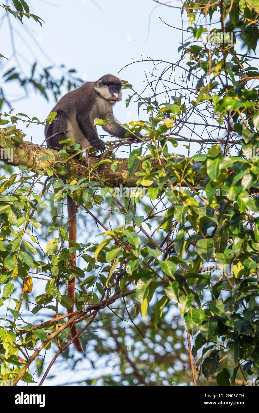 Scimmia dalla coda rossa - Cercopithecus ascanius, rara scimmia timida dalle foreste africane, foresta di Budongo, Uganda. Foto Stock
