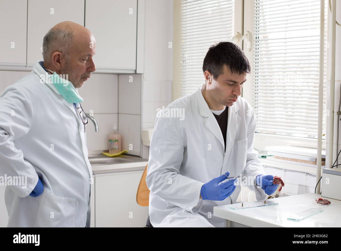 Due veterinari preparano carni suine per l'ispezione della trichinella Foto Stock