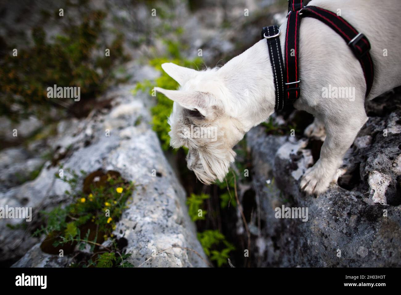 West highland bianco terrier cane su rocce guardando verso il basso a qualcosa | Foto da sopra di testie in imbracatura cane in piedi su una roccia con piante Foto Stock