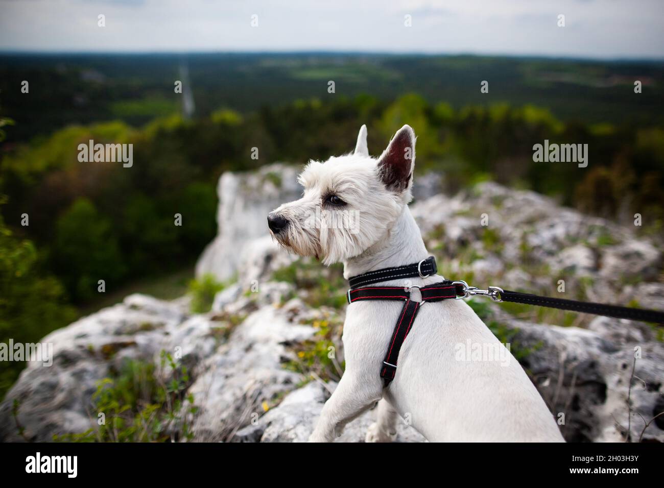 West Highland bianco terrier in imbracatura cane stading su una roccia in alto e guardando indietro con un bel panorama con foresta e cielo sullo sfondo Foto Stock