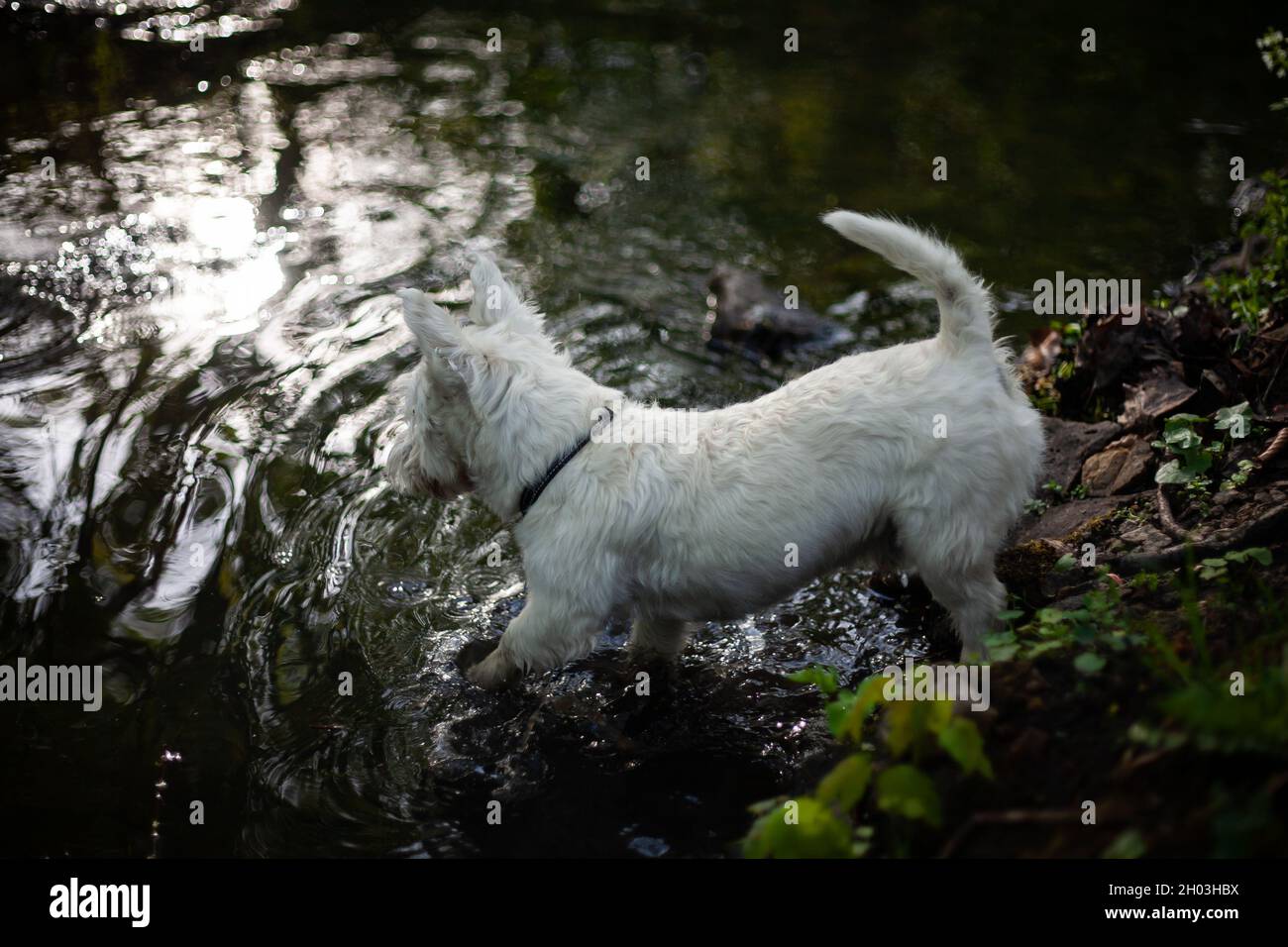 West Highland bianco terrier cane a piedi in acqua con le zampe posteriori sulla riva del fiume e zampe anteriori nel primo piano foto dall'alto Foto Stock