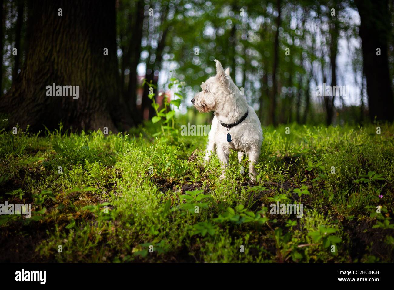 West highland bianco terrier cane in piedi con la testa girato lateralmente e guardando qualcosa in bella luce solare luminoso all'aperto alberi sullo sfondo Foto Stock