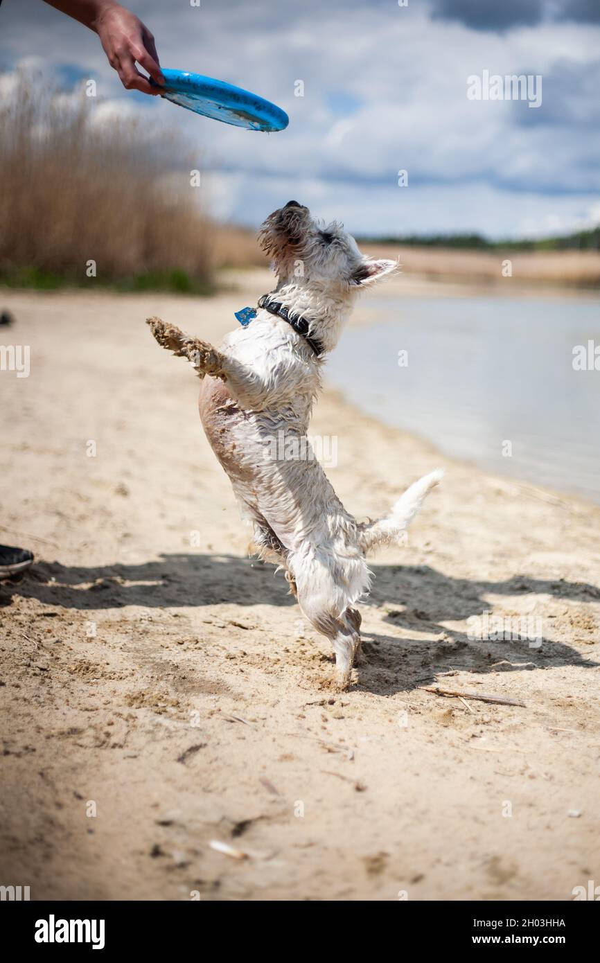 West highland bianco terrier cane giocando con disco volante e fetching su una spiaggia in piedi su zampe posteriori per ottenere disco volante in mano del proprietario il giorno di sole Foto Stock