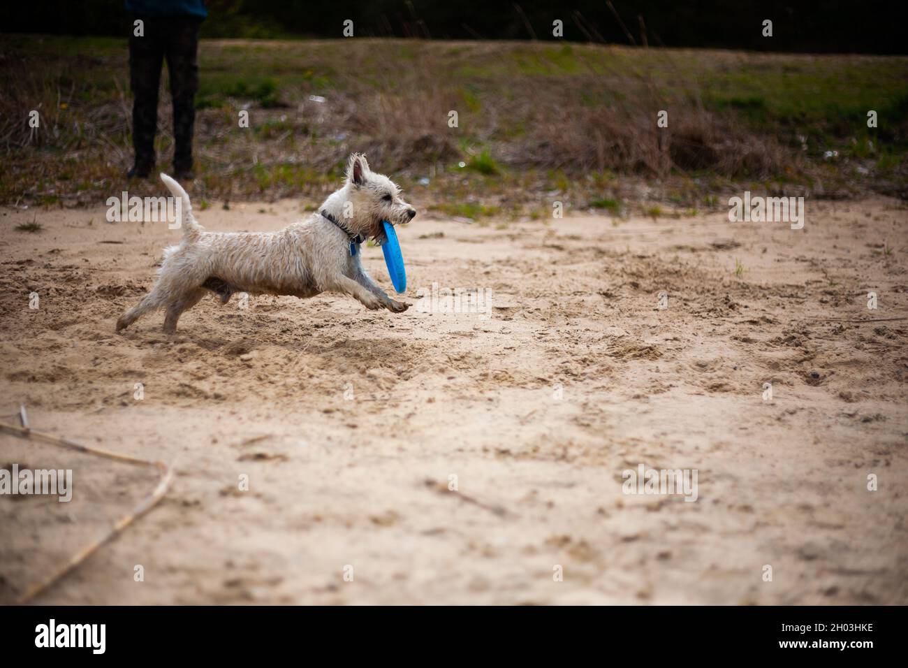 West highland bianco terrier cane in esecuzione con flying disc in bocca profilo vista laterale | piccolo cane che gioca con flying disc e fetching su una spiaggia Foto Stock