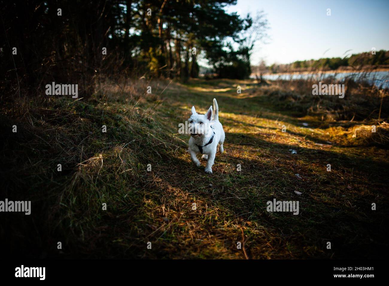 Happy West Highland bianco terrier cane a piedi verso macchina fotografica nella foresta vicino al lago con bel sole che splende attraverso gli alberi e gettare lunghe ombre Foto Stock