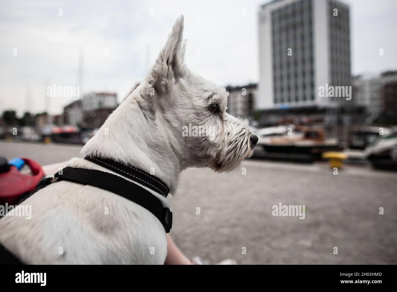 West Highland bianco terrier cane guardando le navi che navigano su un fiume, con acqua, navi ed edifici in background vista laterale da vicino Foto Stock