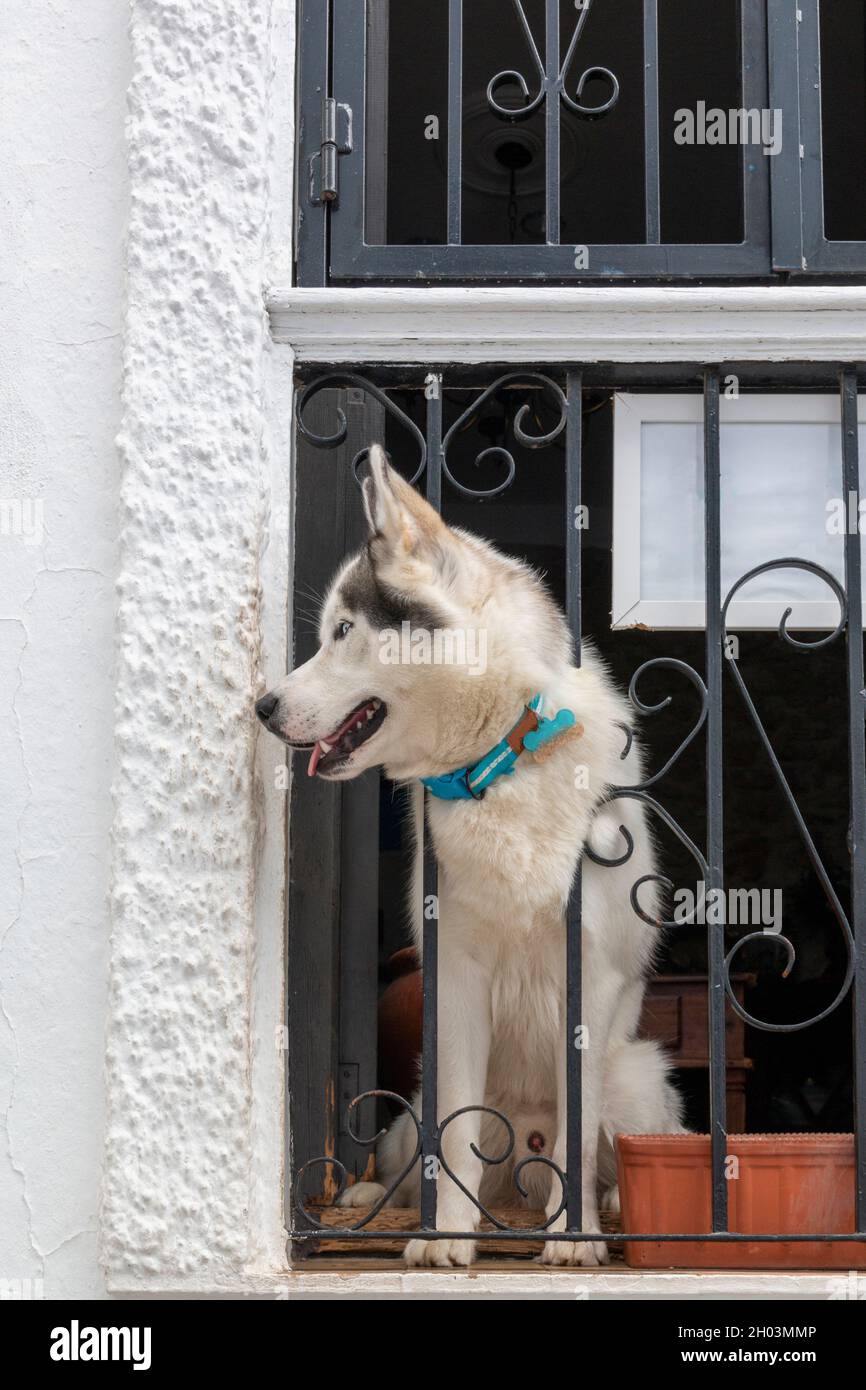 Cane Husky siberiano appoggiato sul balcone di una casa Foto Stock