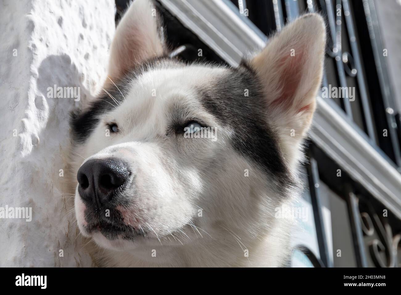 Primo piano ritratto del volto di un cane di Husky siberiano Foto Stock