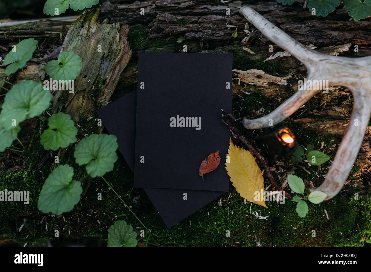 Mockup di carta artigianale nera, candela nera sullo sfondo della natura magica foresta Foto Stock