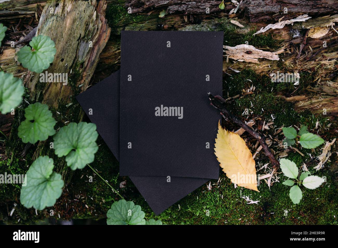 Modello di mockup nero di carta artigianale sullo sfondo della natura magica foresta Foto Stock