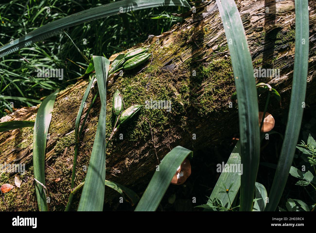 Atmosfera mistica autunnale in una vecchia foresta. Fantasy sfondo con muschio. Foto Stock