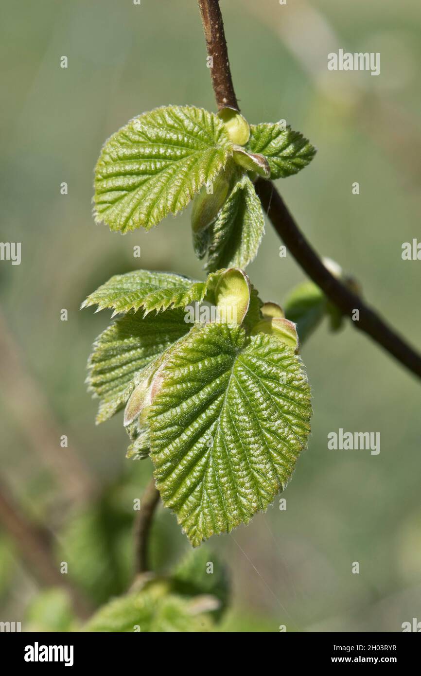 Sviluppo ed espansione di foglie a doppia dentellatura di nocciola comune (Corylus avellana) un piccolo albero deciduo in primavera, aprile Foto Stock