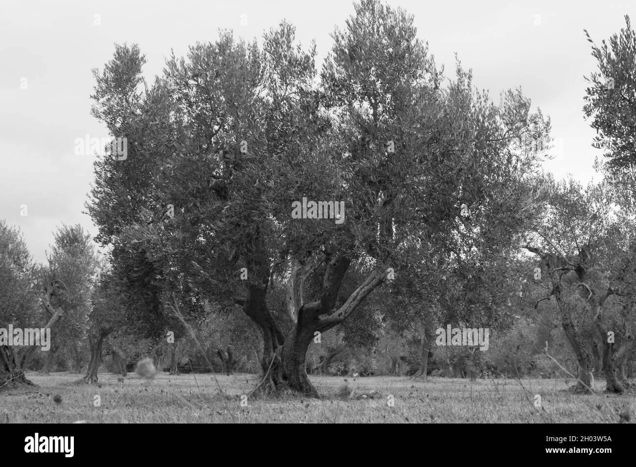 Un bellissimo vecchio olivo in un frutteto di olive Foto Stock