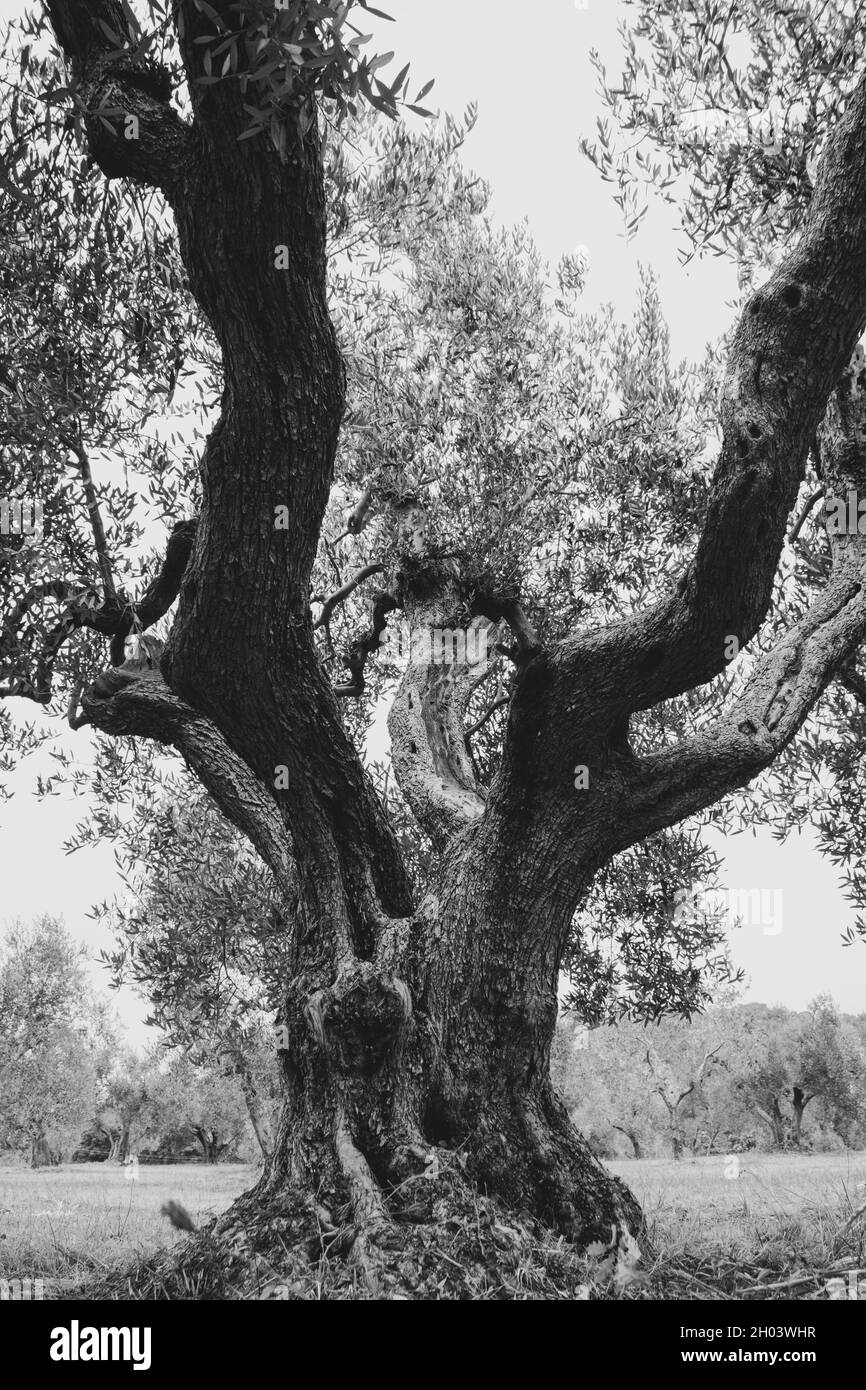 Un vecchio tronco di ulivo, con legno gnarled 2 Foto Stock