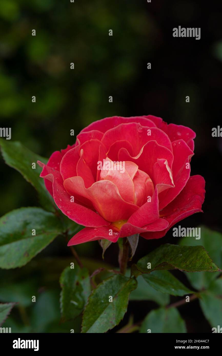 Gocce d'acqua sui petali di una bella rosa rossa in un giardino. Foto Stock