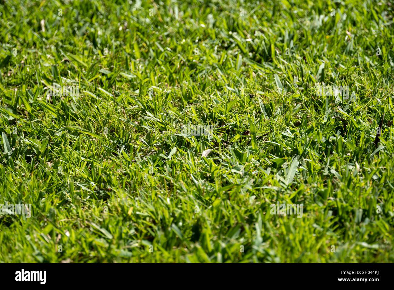 Primo piano di prato verde lussureggiante erba Foto Stock