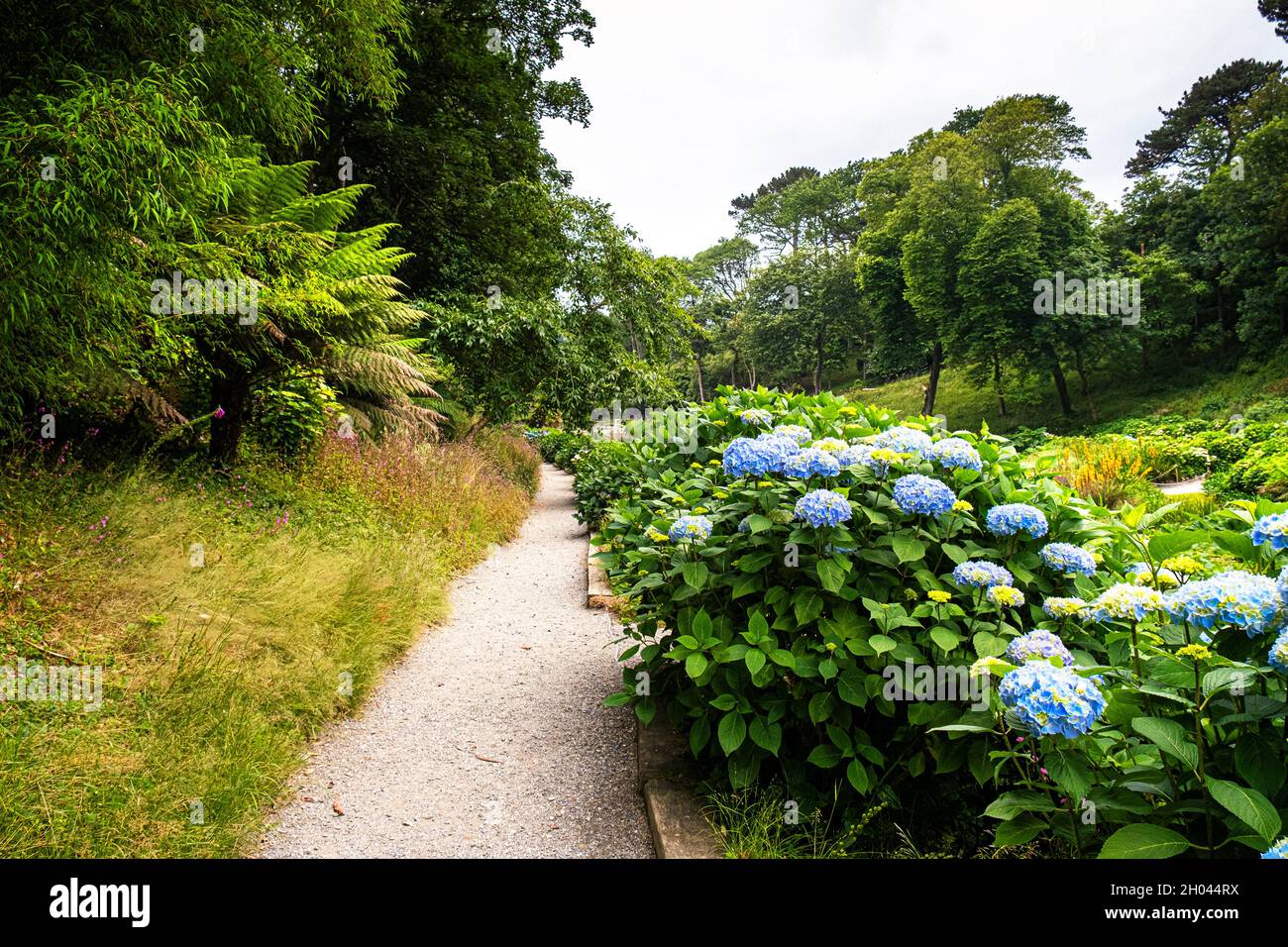Un sentiero nella valle di Hydrangea nei giardini subtropicali di Trebah in Cornovaglia. Foto Stock
