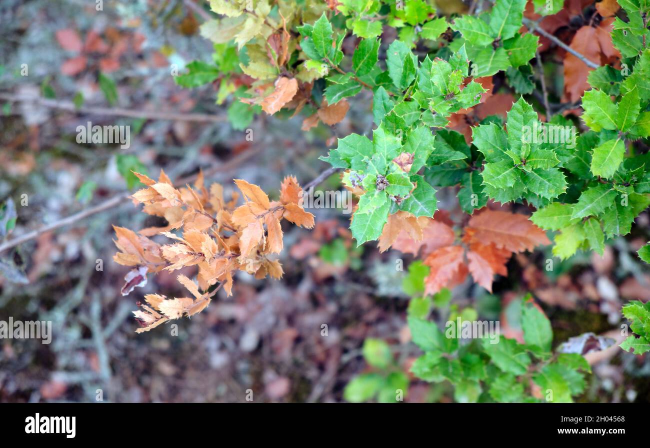 Rami di albero con foglie spugnose nella foresta. Luogo tranquillo circondato dalla natura. Foto Stock