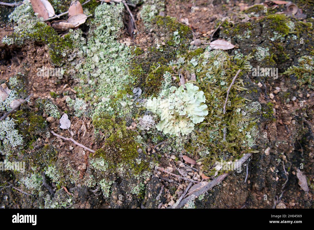 Diversi organismi viventi come le piante nella foresta. Luce naturale. Foto Stock