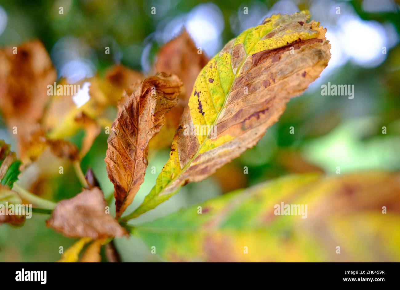 autunno cavallo foglie di castagno, norfolk, inghilterra Foto Stock