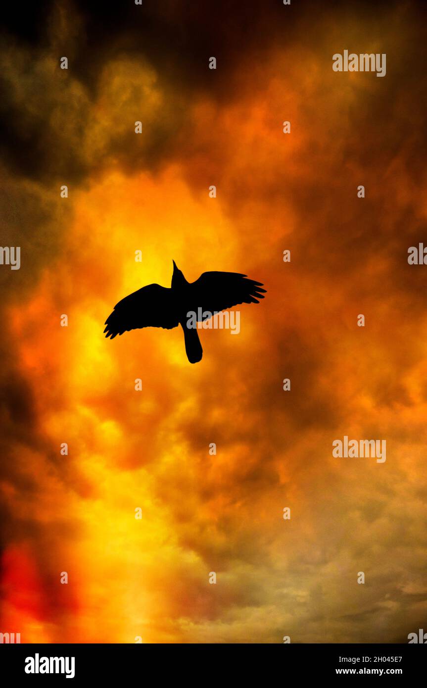 silhouette di un corvo contro un cielo al tramonto Foto Stock