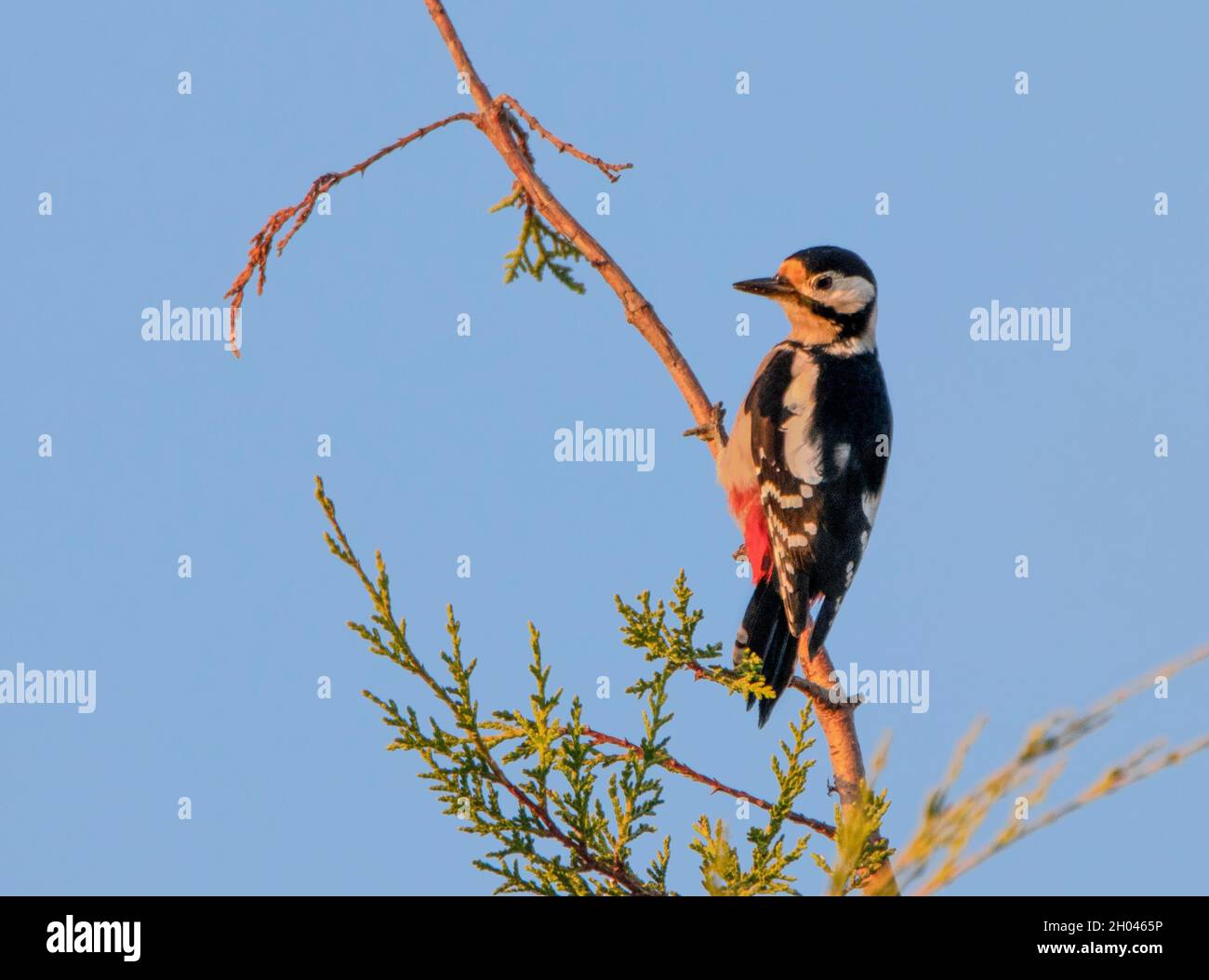 Great Spotted Woodpecker, Dendrcopos Major, picchiato Woodpecker arroccato in un albero sopra un Giardino britannico Foto Stock