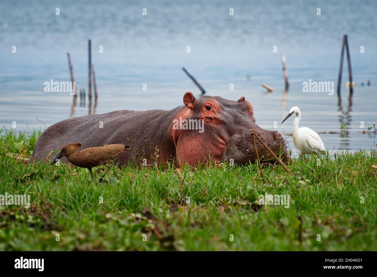 Hippopotamus - Ippopotamus anfibio o ippopotamo mammifero grande, per lo più erbivoro, semi-acquatico nativo dell'Africa sub-sahariana, nell'acqua con hamerkop Foto Stock