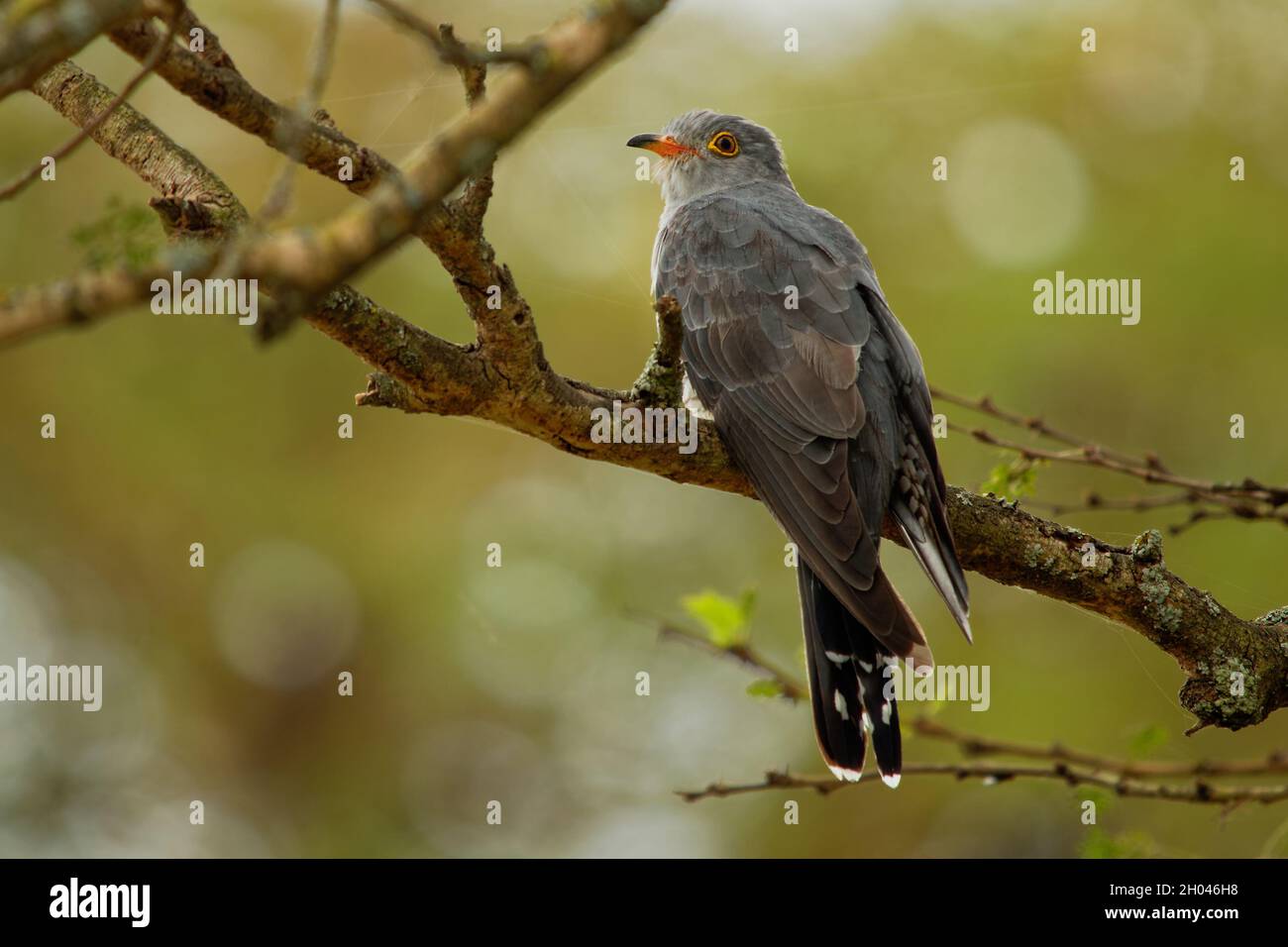 Cucucuculo africano - Cuculus gularis specie di cucucucucucuculo della famiglia Cucucucupulidae, che si trova nell'Africa sub-sahariana dove migra all'interno del continente, grigio b Foto Stock