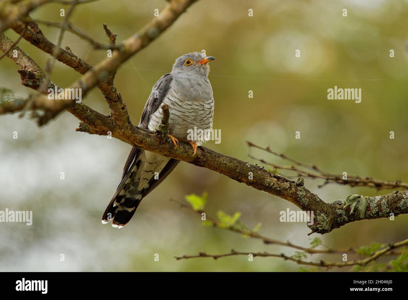 Cucucuculo africano - Cuculus gularis specie di cucucucucucuculo della famiglia Cucucucupulidae, che si trova nell'Africa sub-sahariana dove migra all'interno del continente, grigio b Foto Stock