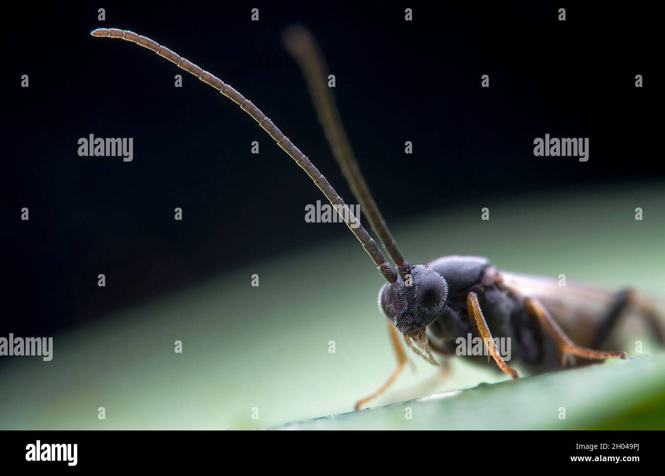 macro di una vespa Foto Stock