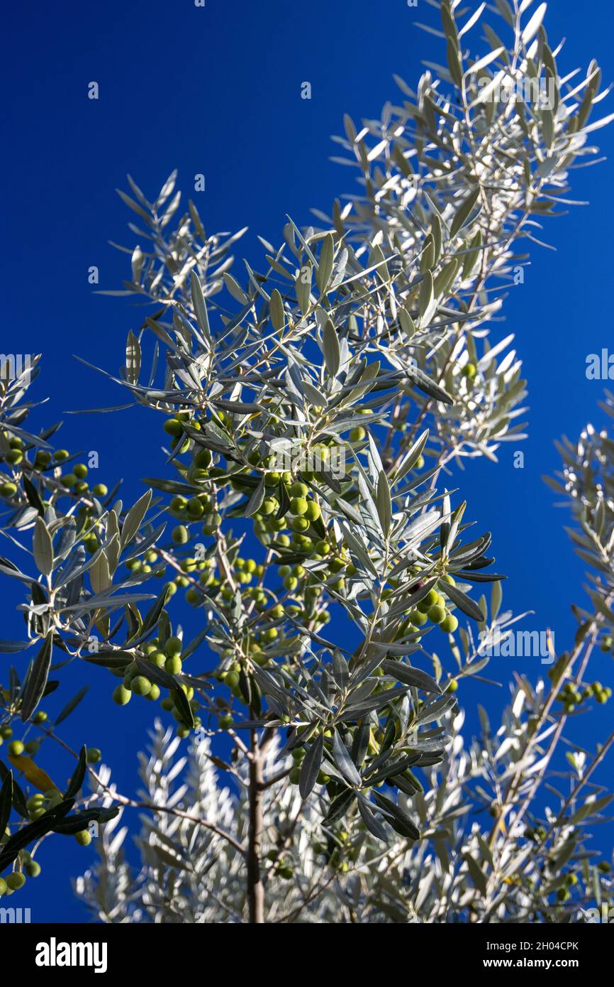 Un ramo d'oliva coperto di olive. Olivo europeo Foto Stock