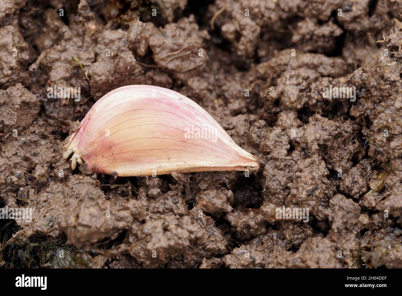 Spicchio d'aglio nel macinato bagnato Foto Stock