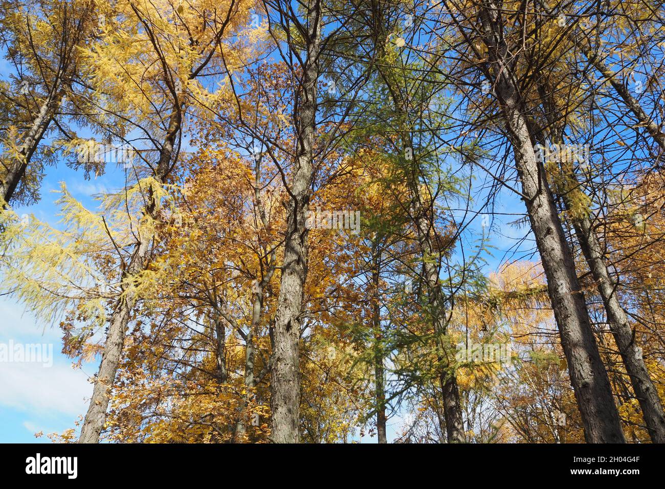 Alberi gialli in autunno contro un cielo blu. Autunno foresta. Foto Stock
