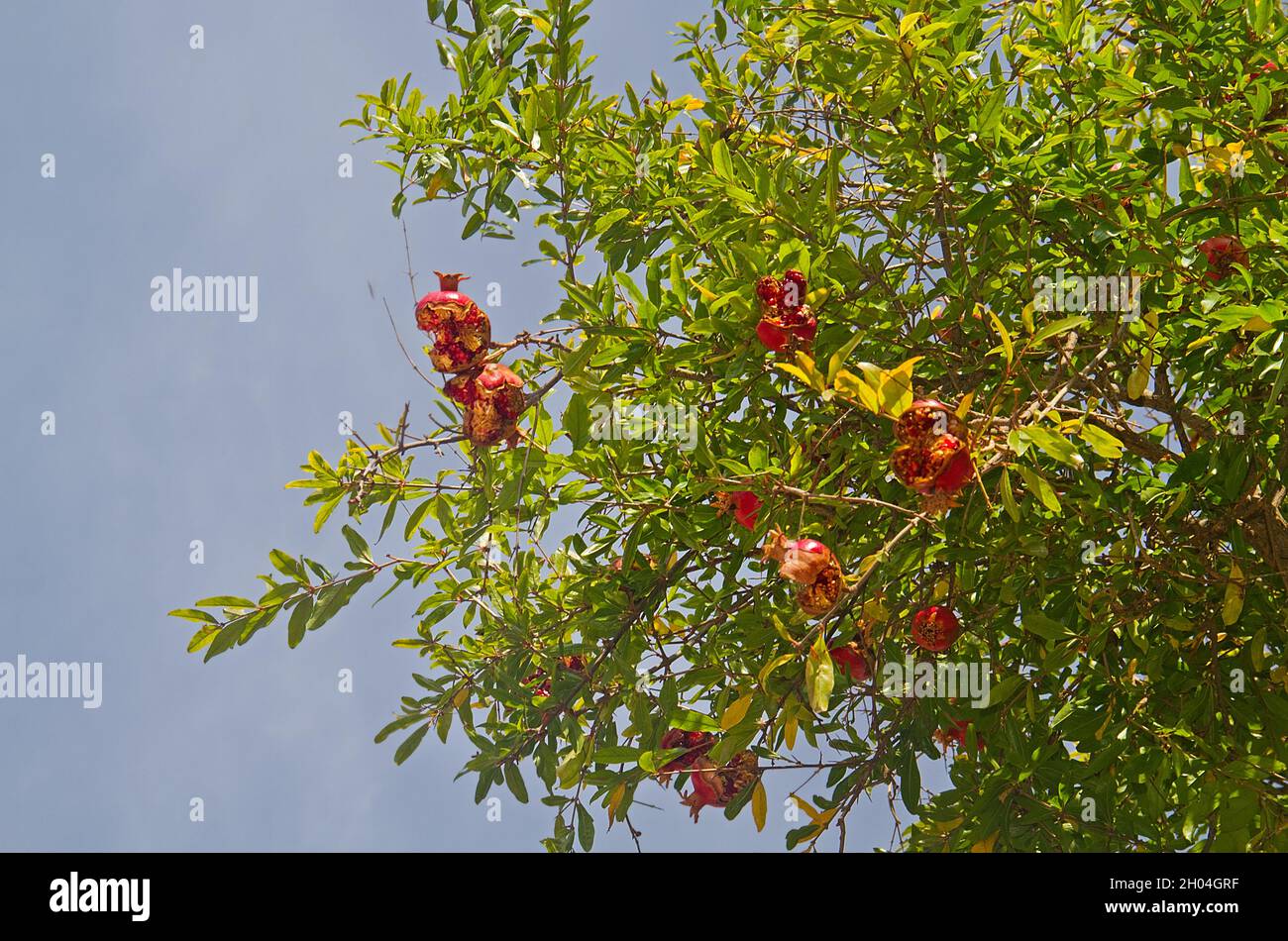 Frutto troppo maturo di Pomegranate in un albero contro un cielo blu Foto Stock