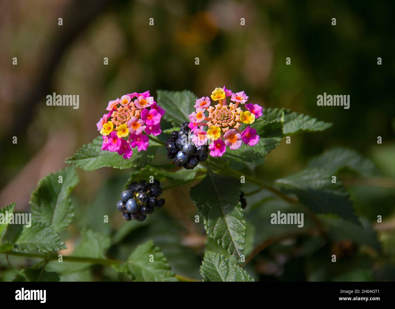 Frutti maturi, foglie e fiori in diversi colori della specie invasiva Lantana camara Foto Stock