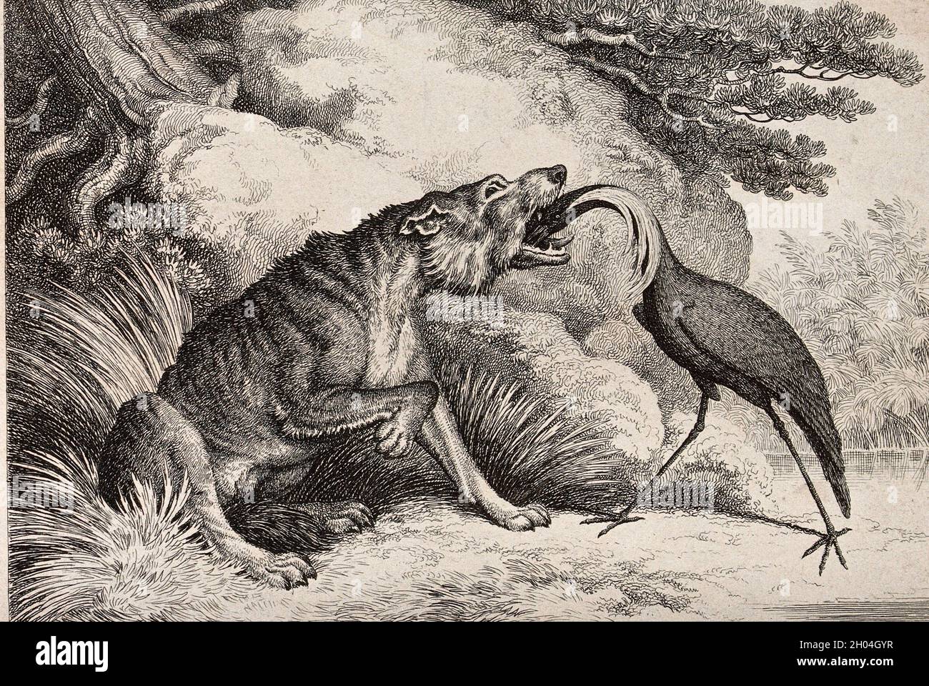 Una gru in piedi con il suo becco giù per la gola di un lupo. Acquaforte di W-S Howitt, ca 1809. - collaboratori Howitt, Samuel, 1765?-1822. Scritta Wolf e. Foto Stock