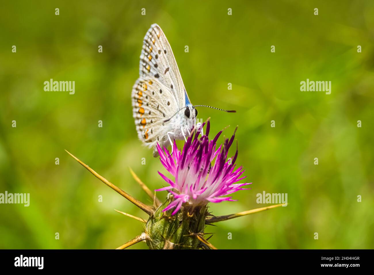 Farfalla blu comune (poliommatus icarus). Alimentazione farfalla su nettare di fiori selvatici rosa. Sfondo naturale Foto Stock