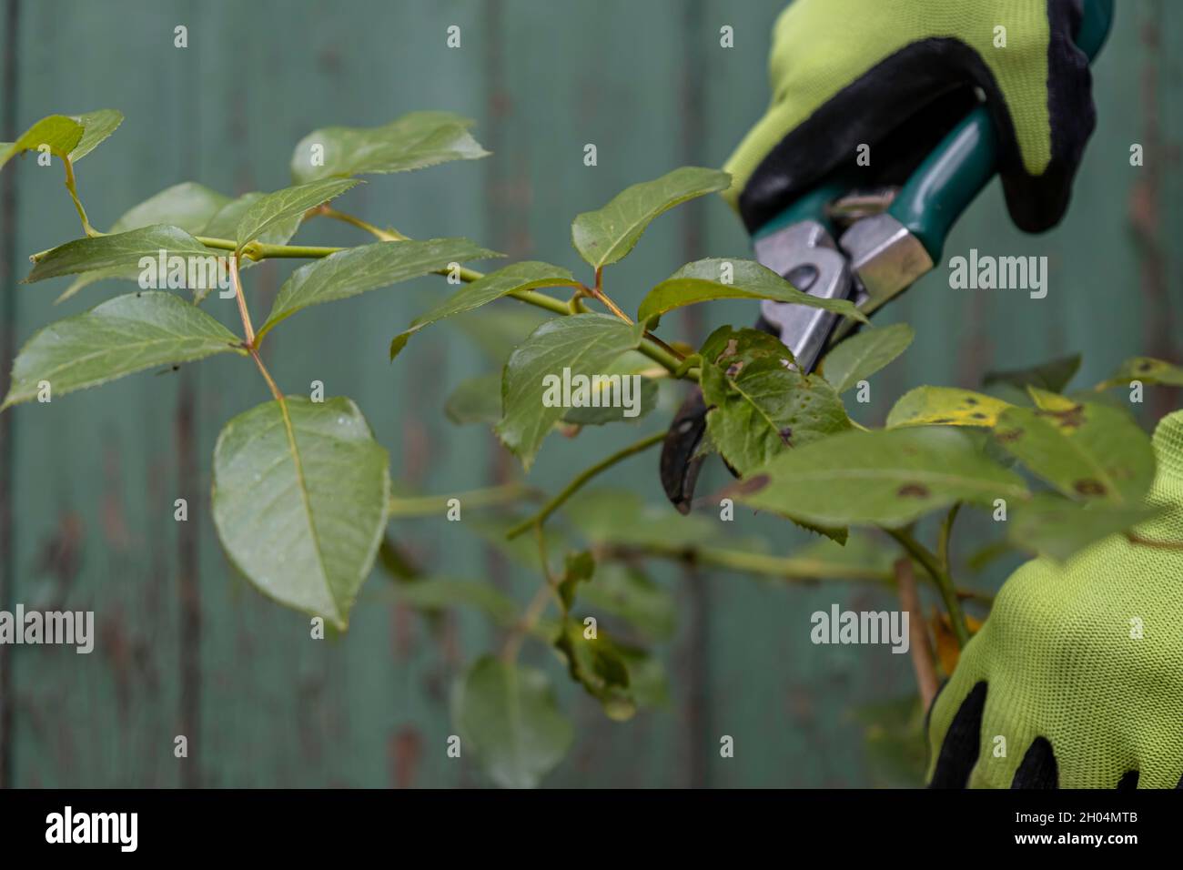 Giardiniere potatura rosai cespugli. Cura delle rose Foto Stock