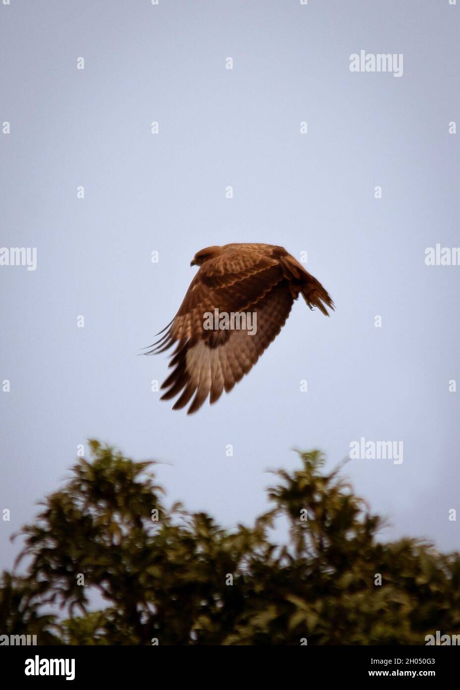 Un uccello marrone di preda prende il volo. Foto Stock