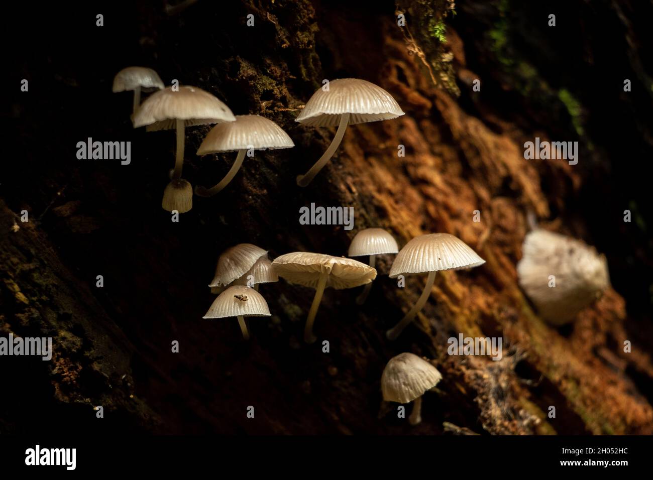 Piccoli funghi selvatici delicati che crescono sotto un ceppo nella foresta. Foto Stock