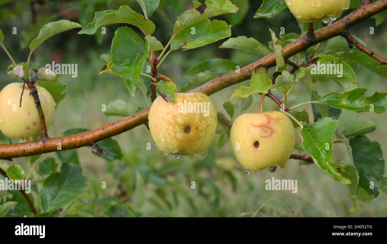 In autunno la pioggia cade sulle mele mature in un frutteto. Foto Stock