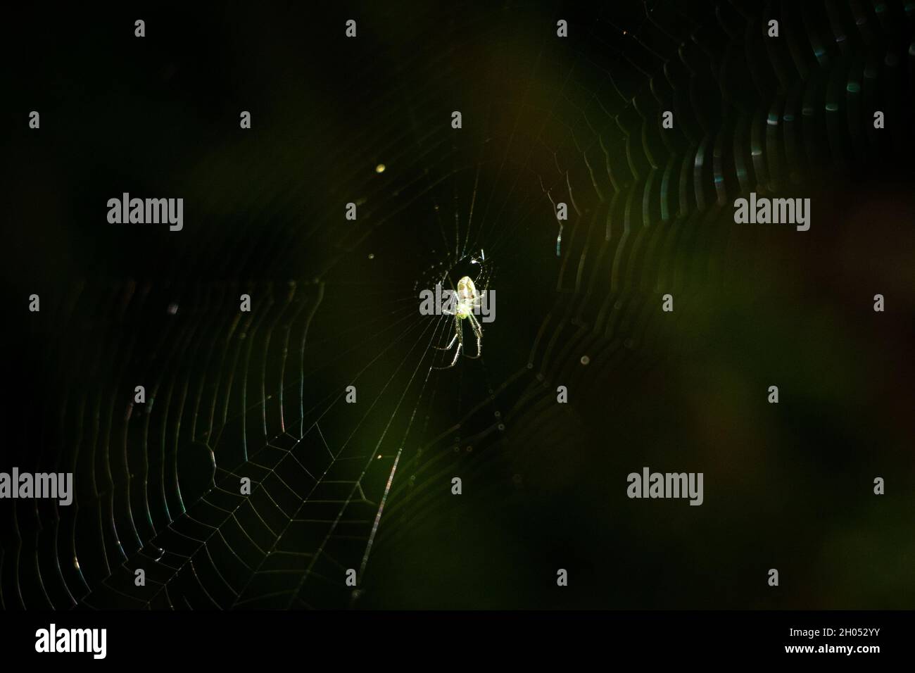 Un piccolo ragno bianco al centro del suo ragnatela alla luce del mattino. Foto Stock