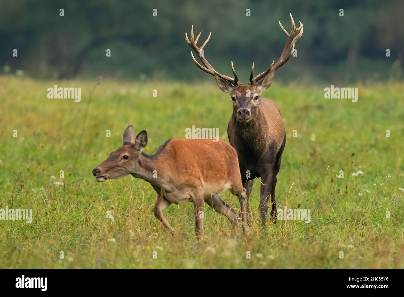 Bonding coppia di cervi rossi in stagione rutting su un prato verde. Foto Stock