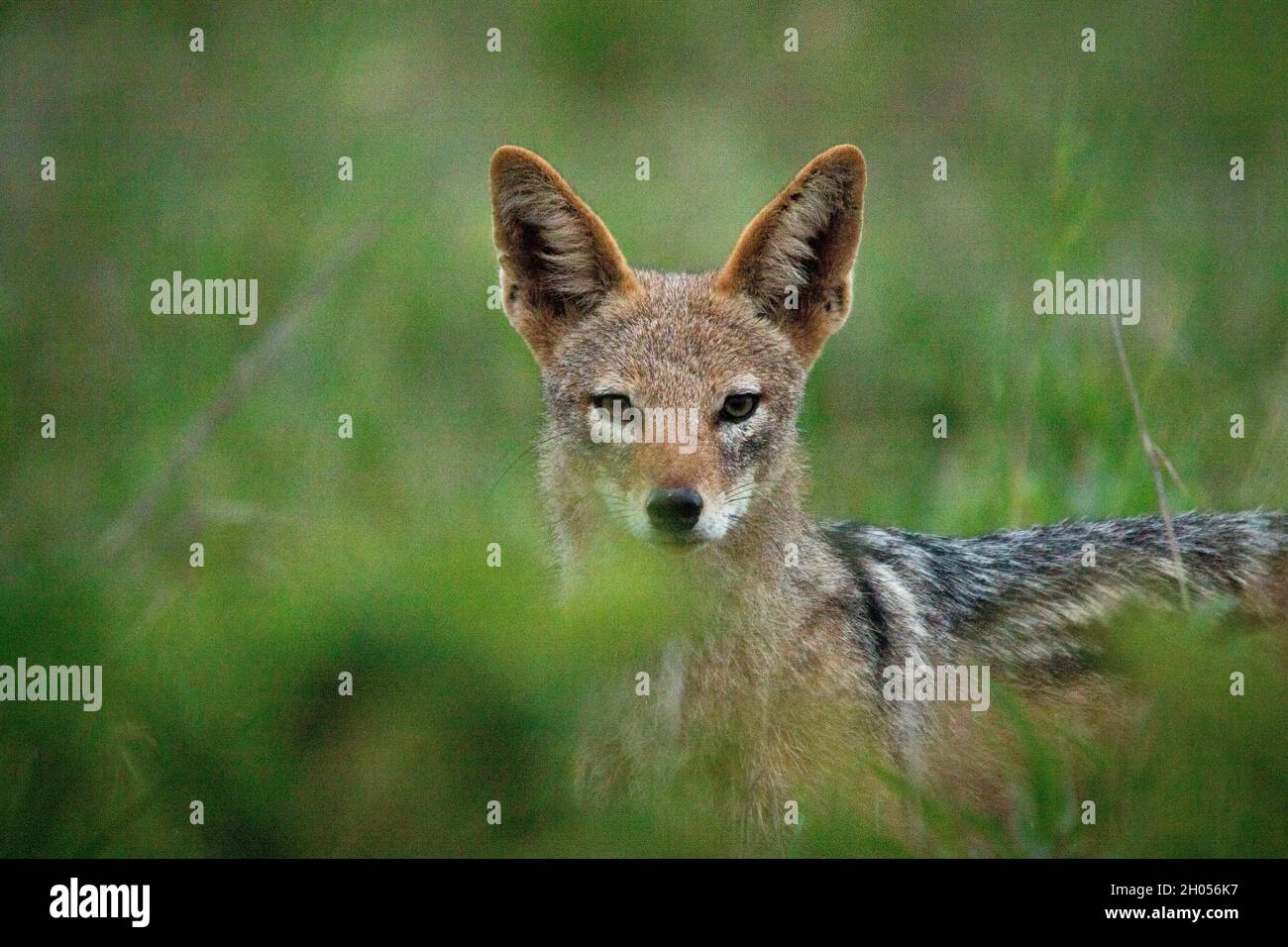 Un jackal con retro nero si aggirerà da dietro un cespuglio. Preso nel Parco Nazionale di Kruger, Sudafrica. Foto Stock
