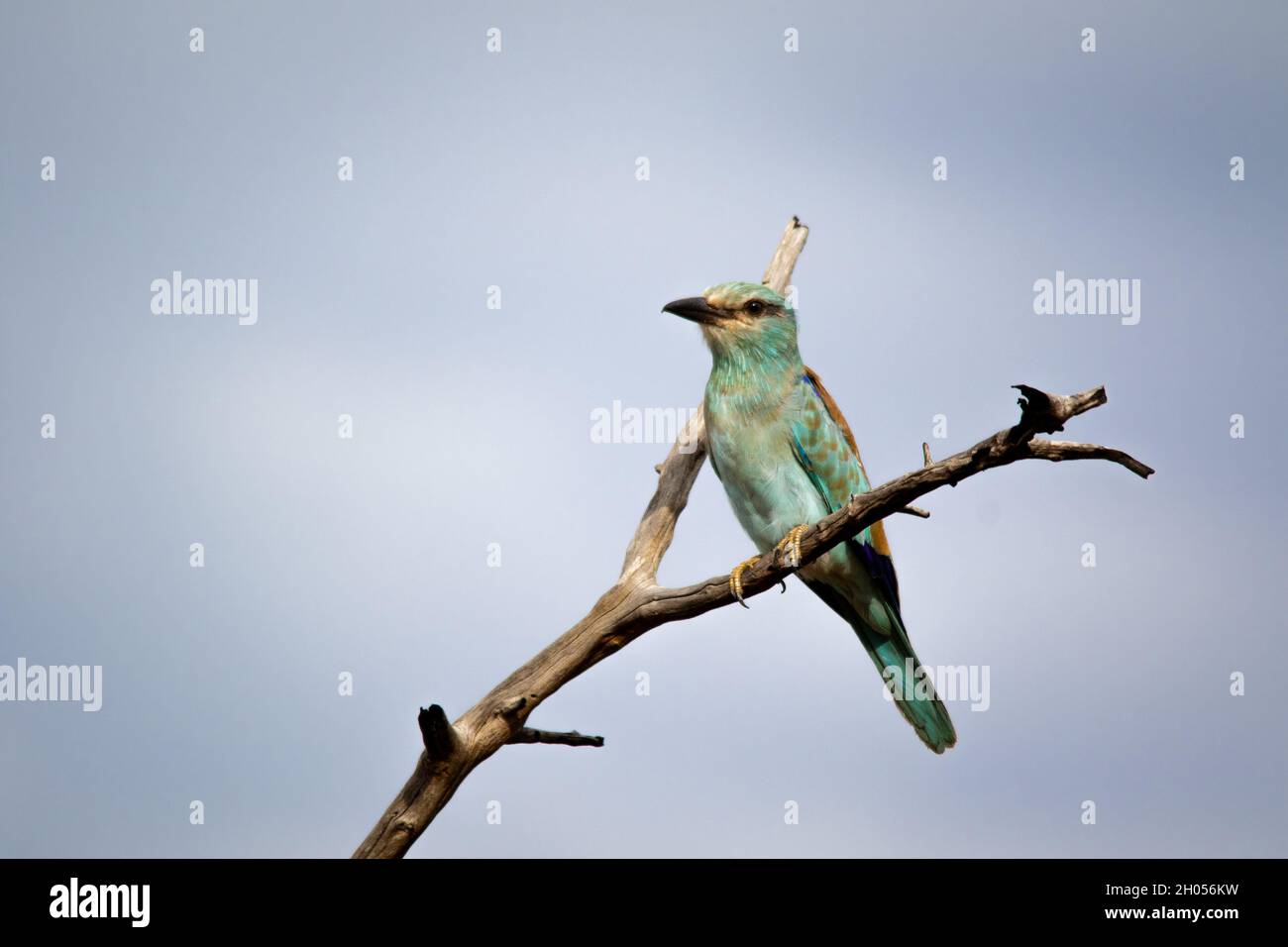 Un uccello a rulli europeo arroccato in un albero contro un cielo blu. Foto Stock