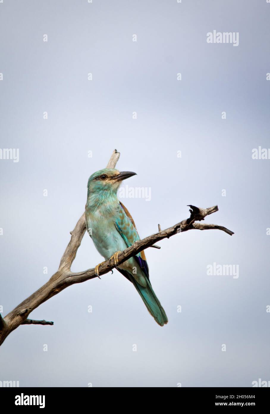 Un uccello a rulli europeo arroccato in un albero contro un cielo blu. Foto Stock