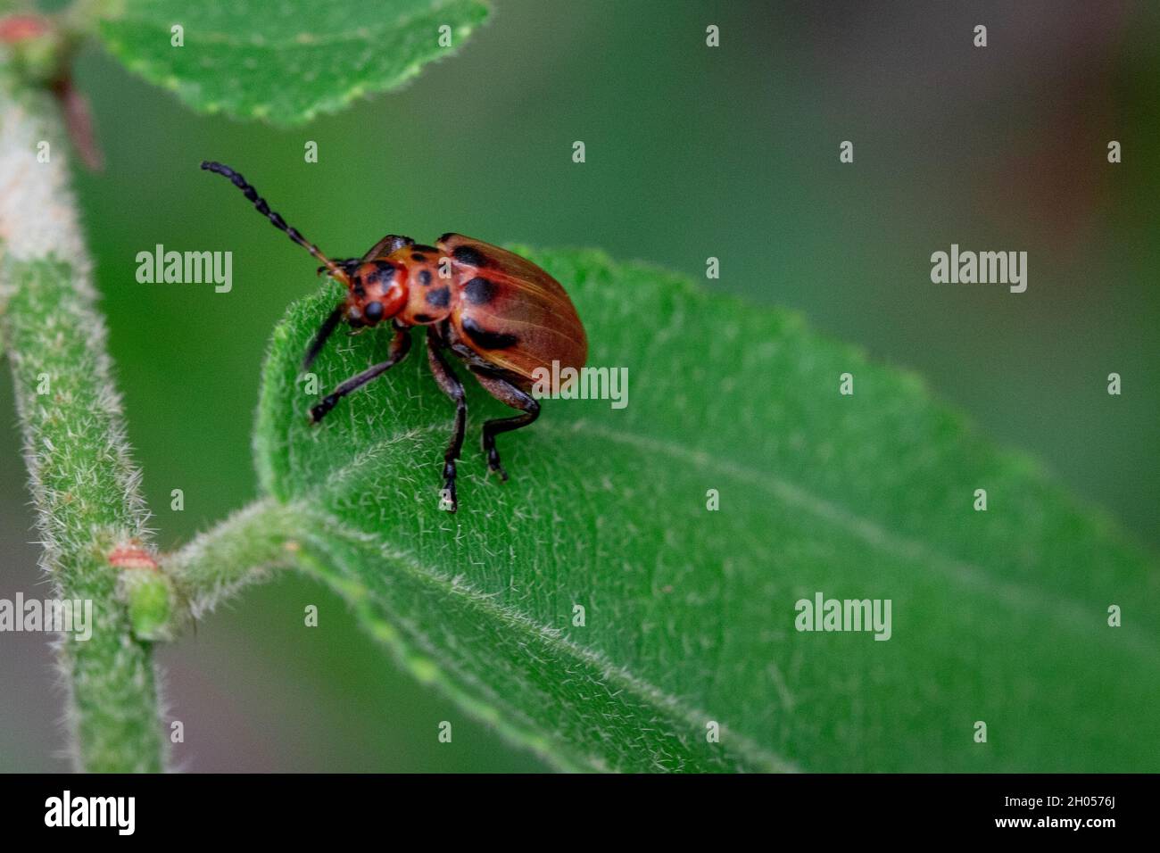 Un insetto su una foglia. Foto Stock