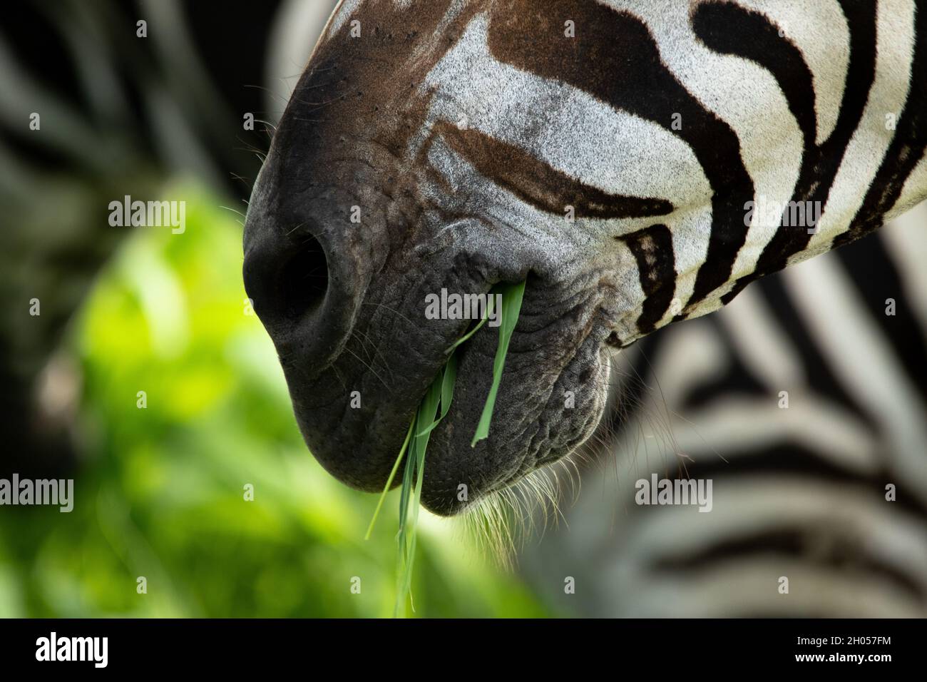 Un primo piano di una zebra che mangia erba. Preso nel Parco Nazionale di Kruger, Sudafrica. Foto Stock