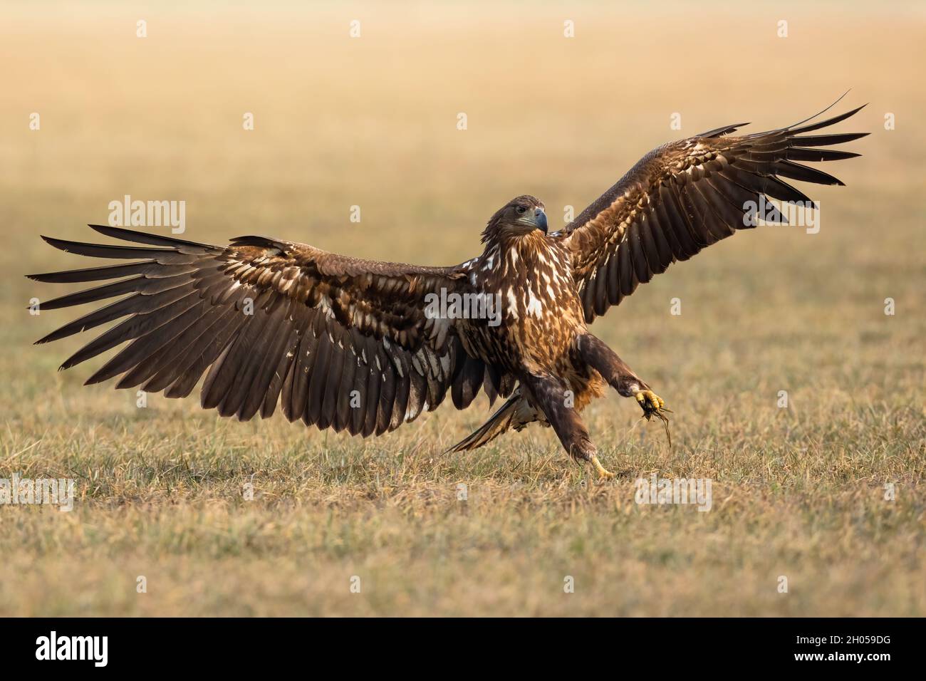 Aquila dalla coda bianca immatura con ali aperte sul campo Foto Stock