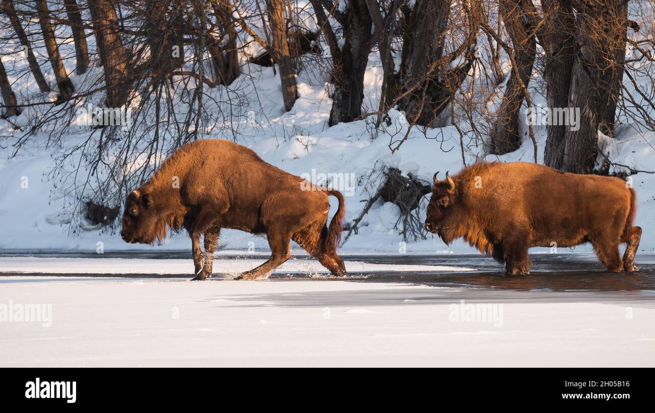 In inverno due saggi europei si sguazzano nel lago ghiacciato Foto Stock